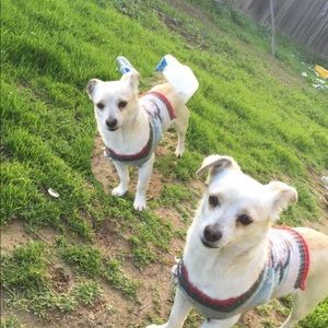 Meet your Posher, Bibi